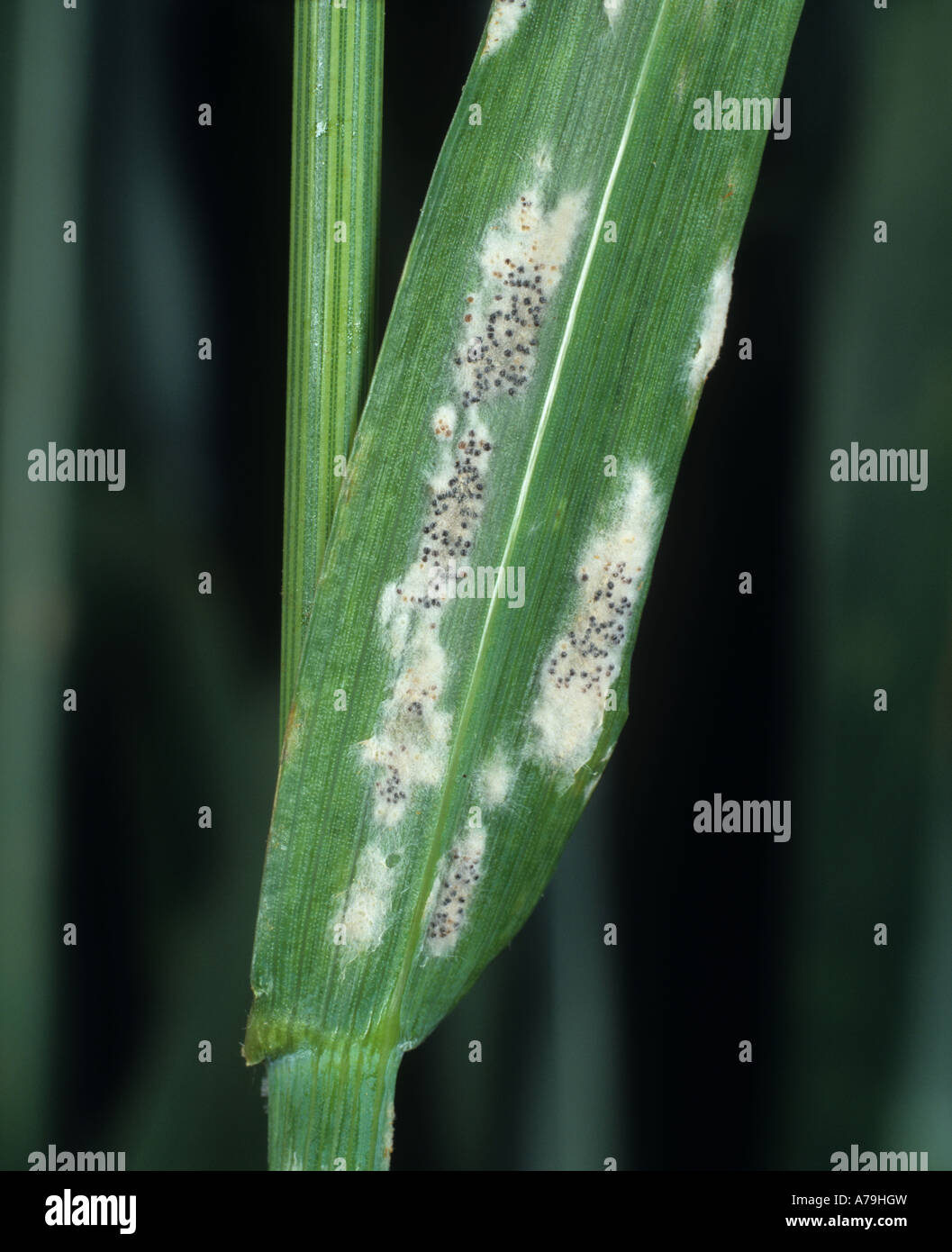 Muffa polverulenta (Erysiphe graminis f .sp. Tritici) micelio e clistothecia su una foglia di grano flagleaf Foto Stock