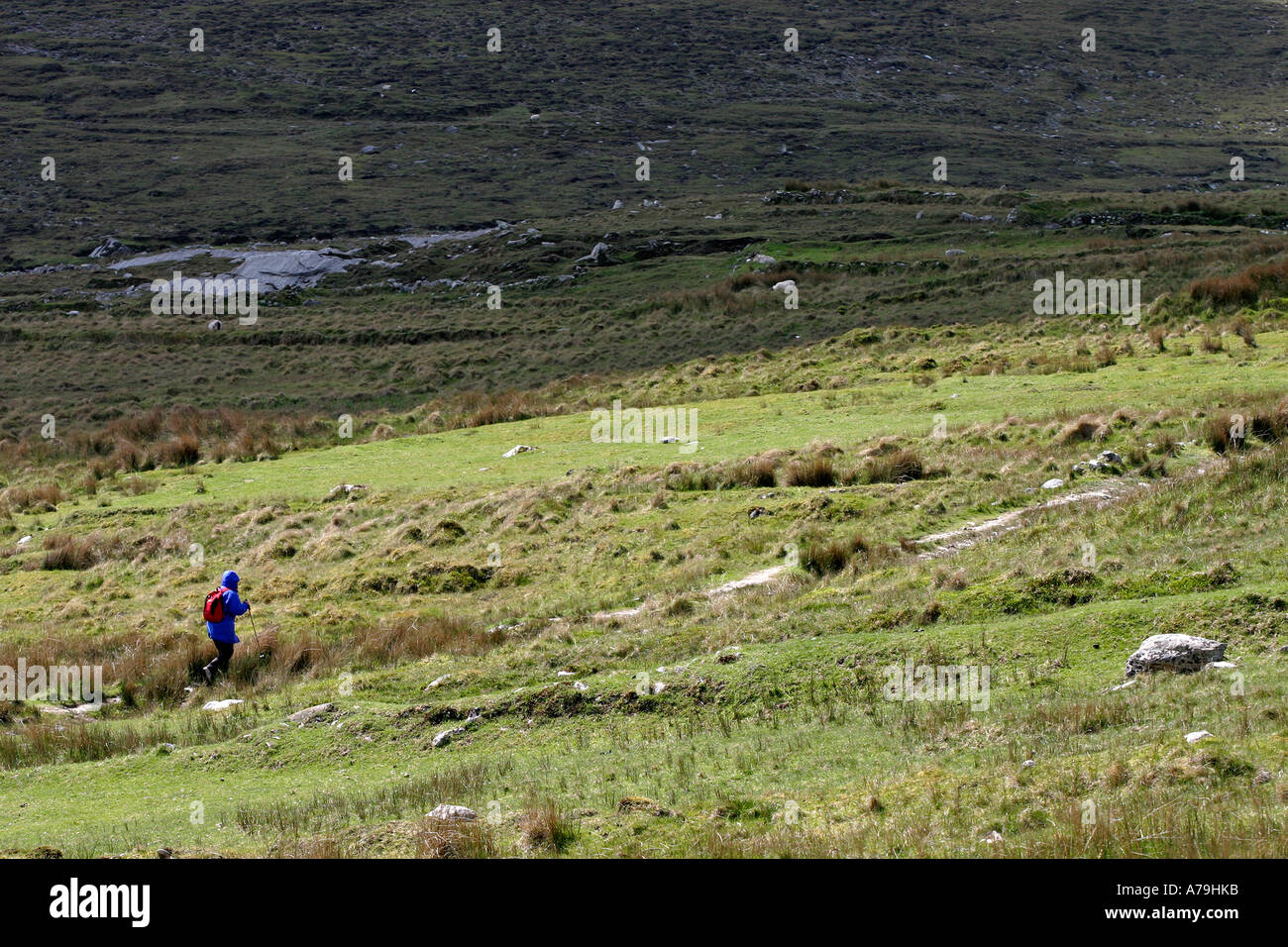 Determinato a piedi: una donna con il cofano fino a una giacca a vento blu e indossando un rosso zaino escursioni con bastone da passeggio attraverso un pascolo Foto Stock