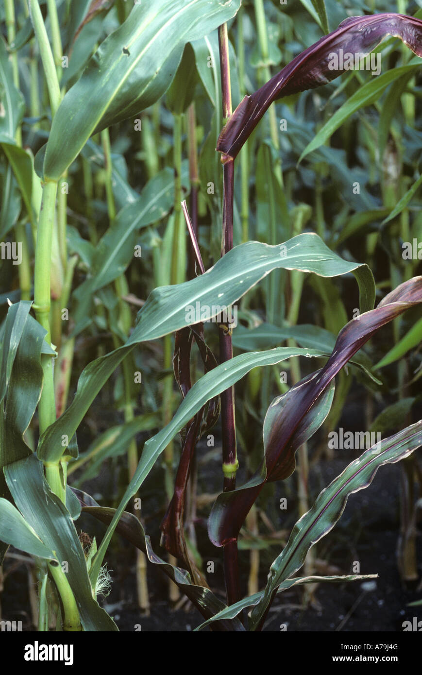 Foglia di viola la colorazione causata dalla carenza di photosphorus in un campo di mais Foto Stock
