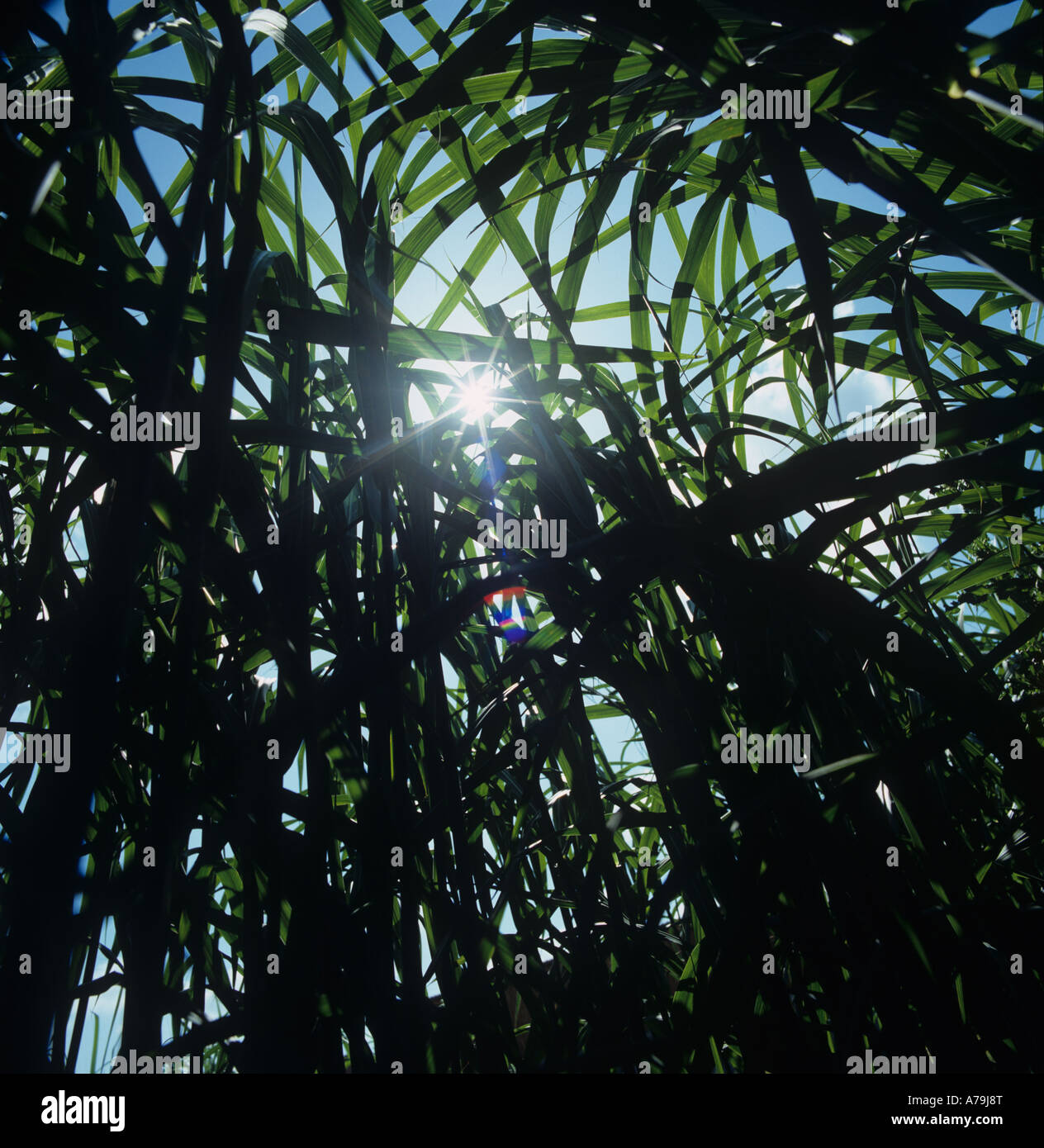 La maturazione del raccolto di erba elefante Miscanthus sp in rapida crescita raccolto usato per la biomassa Foto Stock