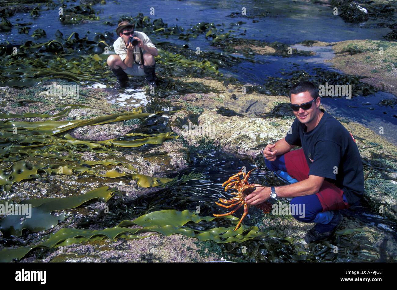 Felice bushwalkers cattura il red rock aragoste per il pranzo a sud-ovest della Tasmania Foto Stock