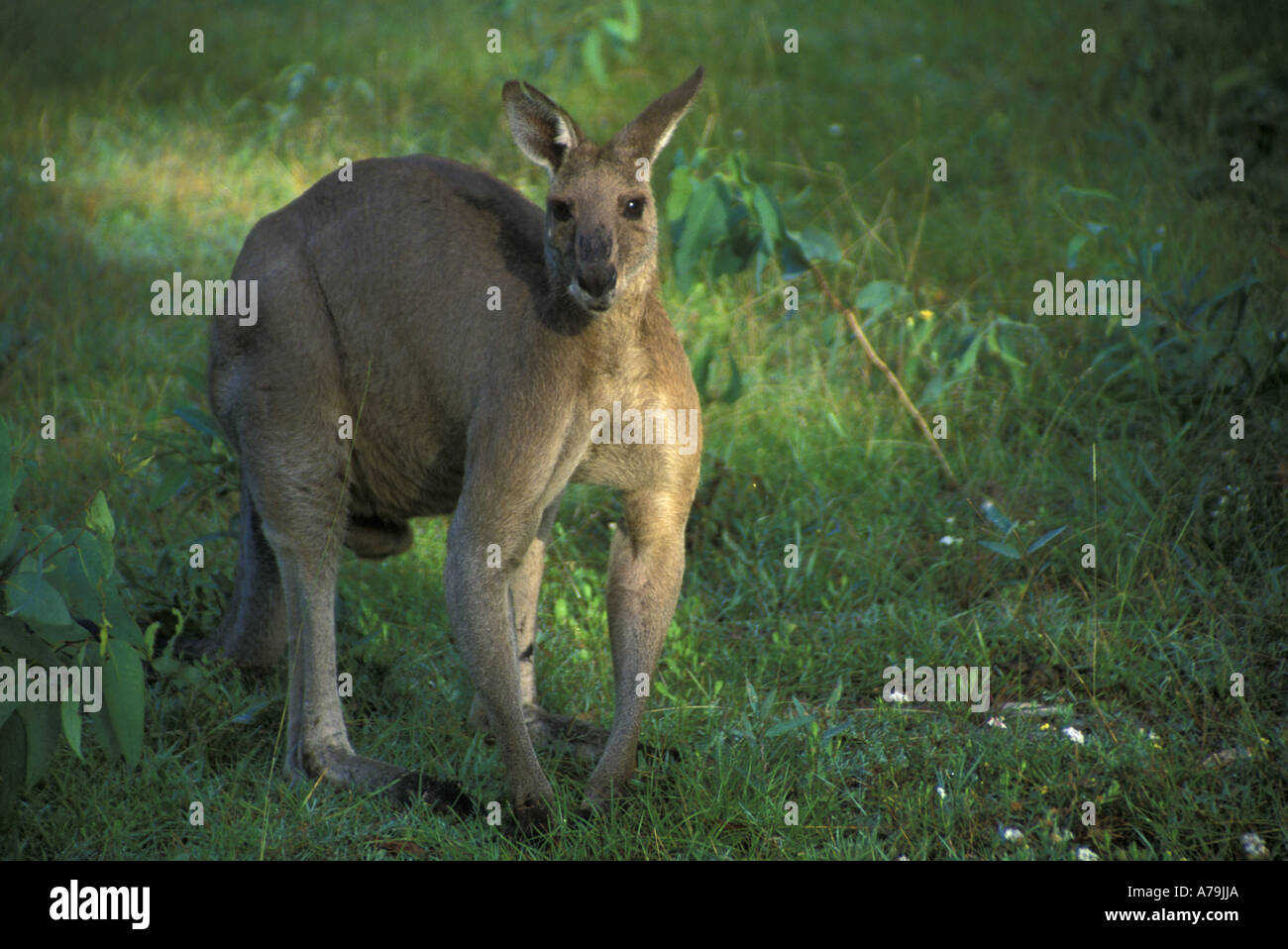 Grande adulti maschio grigio orientale kangaroo Macropus giganteus Cooloola National Park Sunshine Coast di Queensland in Australia Foto Stock