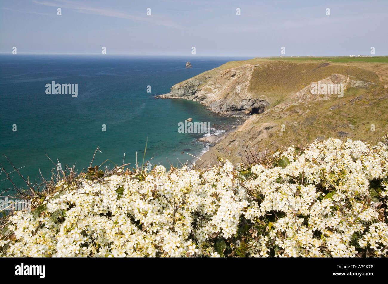 Prugnolo blossom su le cime della scogliera vicino Trebarwith sands, Cornwall, Regno Unito Foto Stock