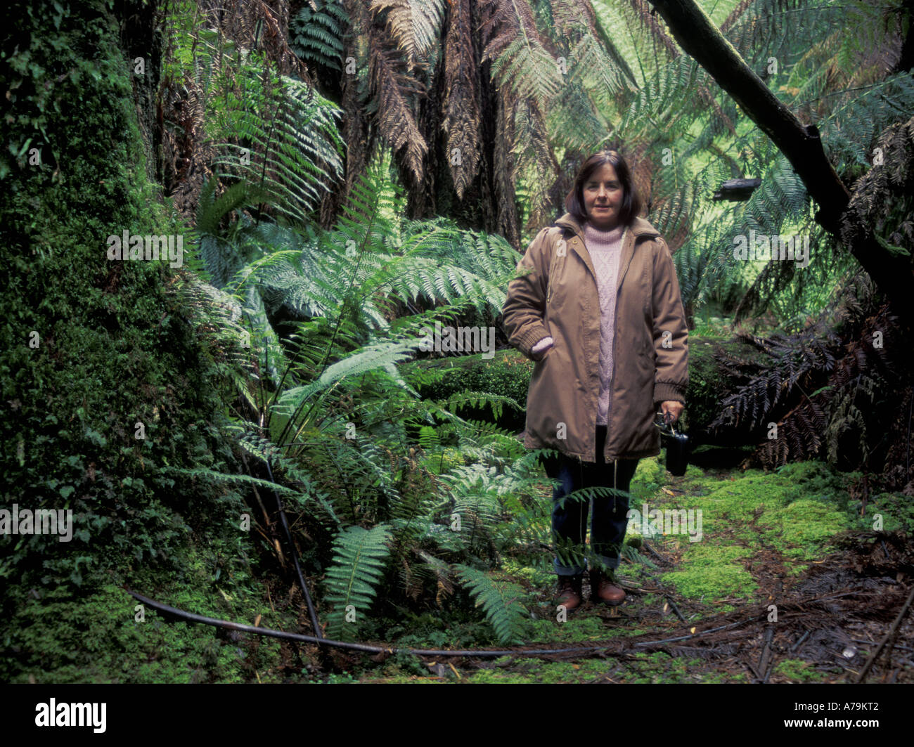Donna con borsetta di mite foresta pluviale con felci arboree est della Tasmania Australia MR Foto Stock