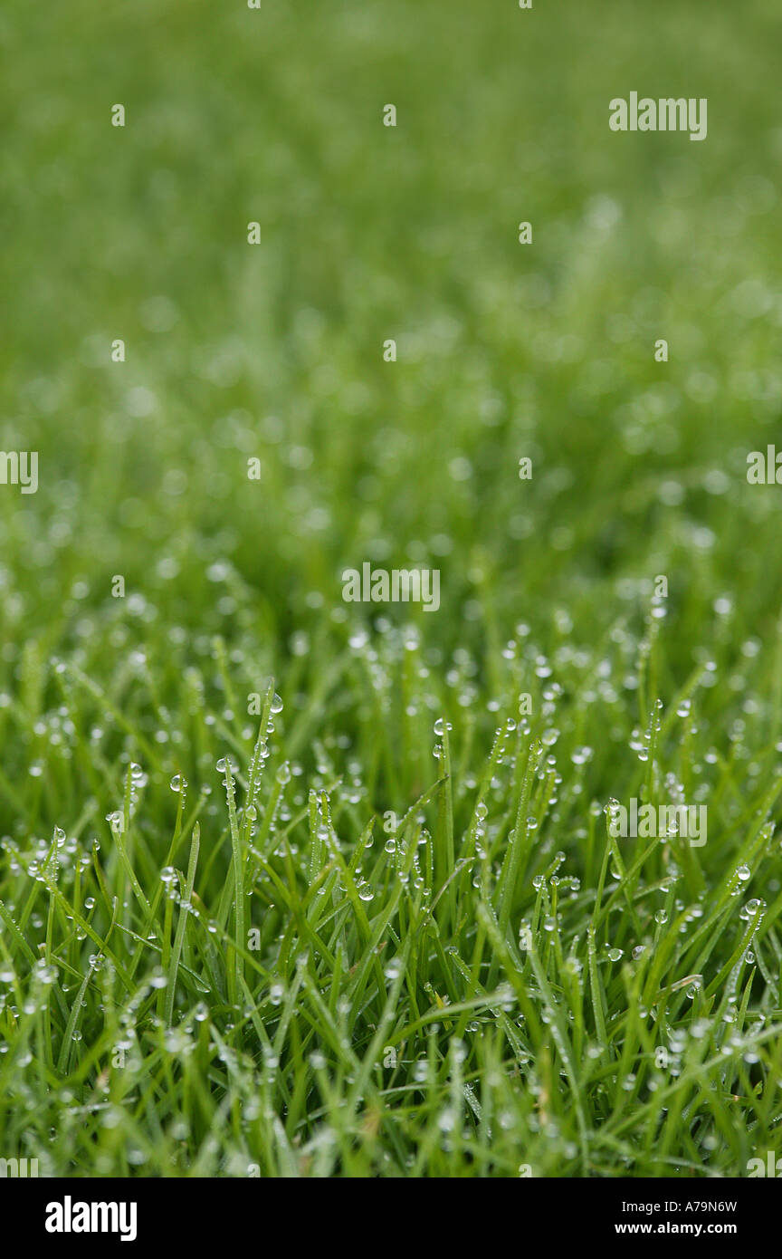 La rugiada su giardino prato in freddo inverno posizione rurale di un biglietto di auguri immagine di stile Foto Stock