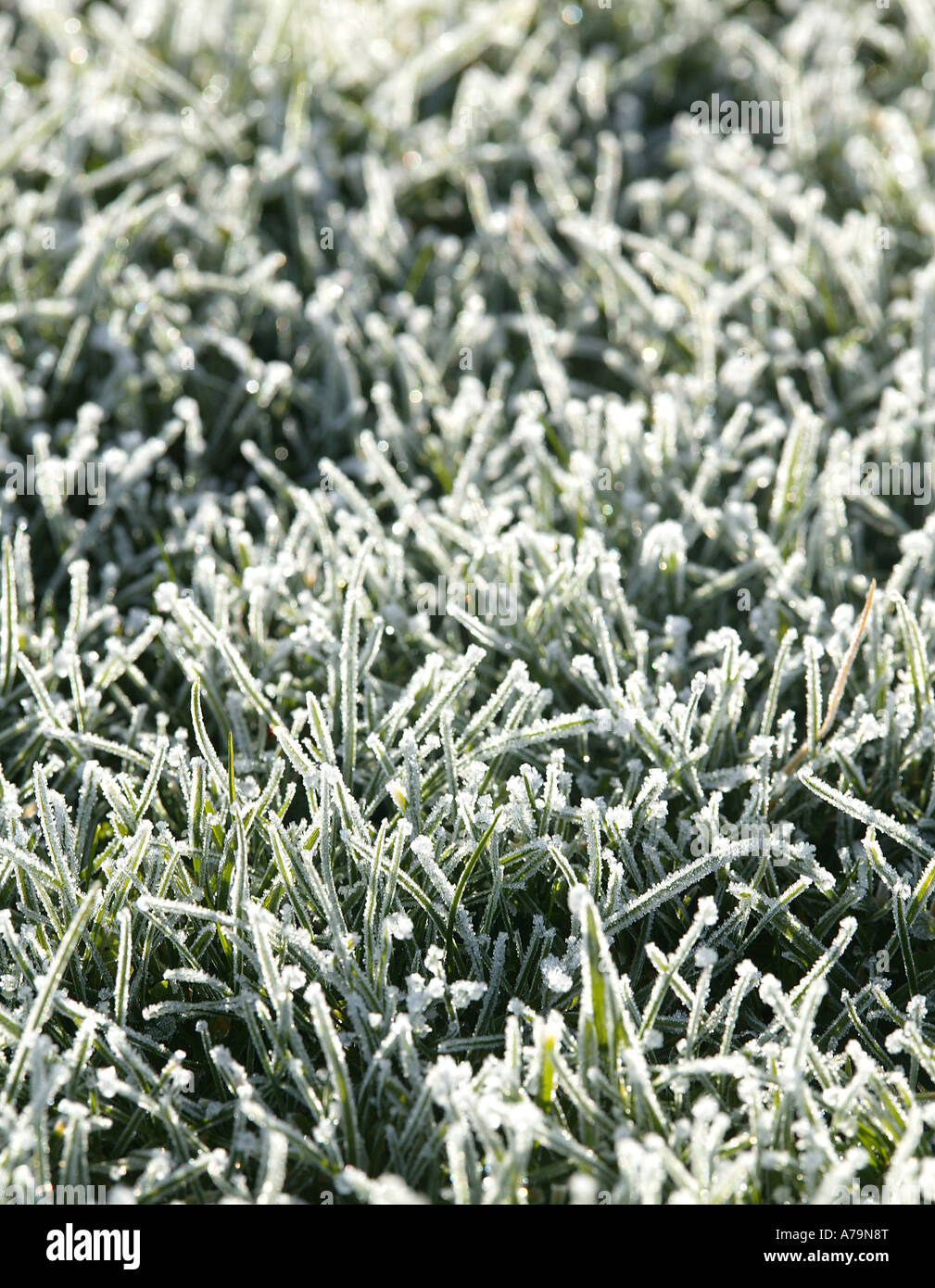 La brina su giardino prato in freddo inverno posizione rurale di un biglietto di auguri immagine di stile Foto Stock