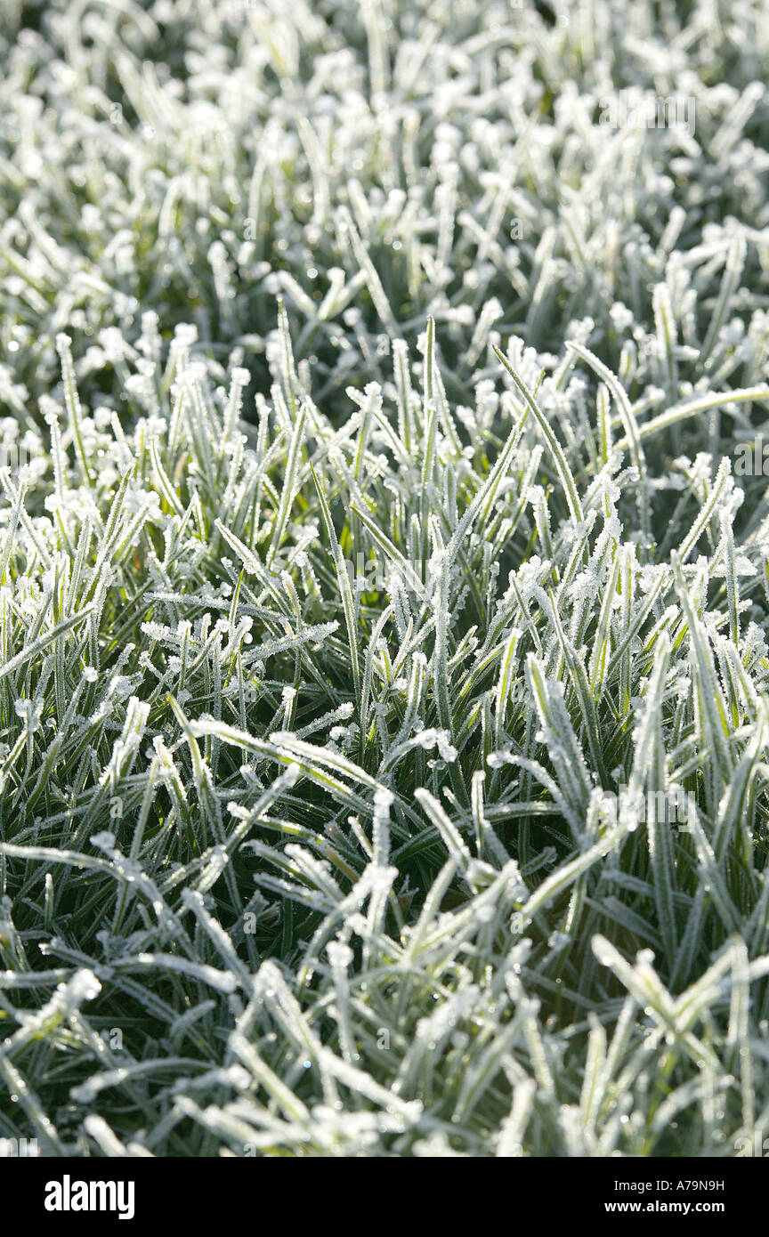 La brina su giardino prato in freddo inverno posizione rurale di un biglietto di auguri immagine di stile Foto Stock