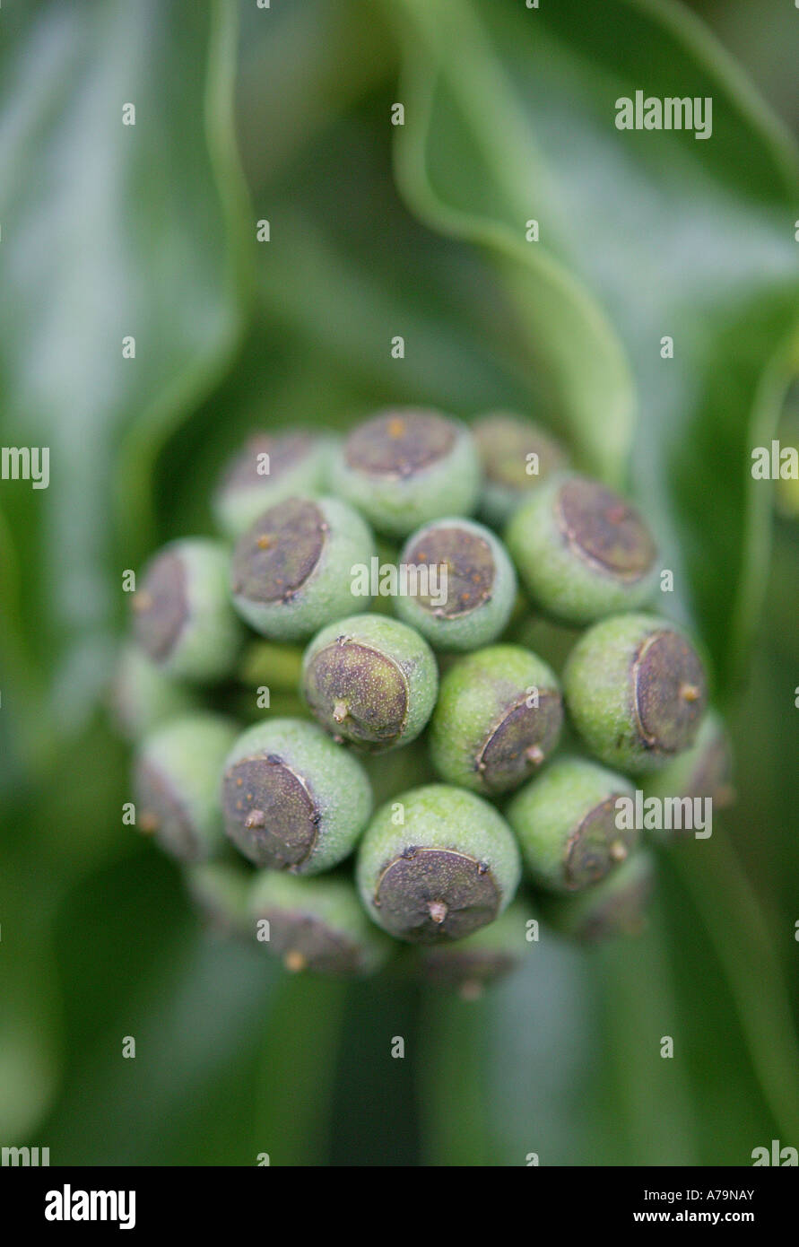 Seme verde testa del fiore nei mesi autunnali in giardino Foto Stock