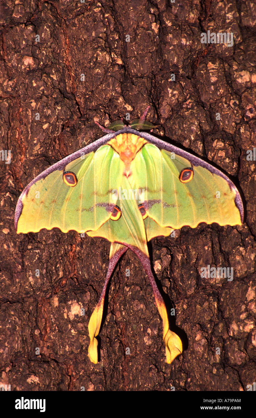 Luna moth su un tronco di albero Mkuze Game Reserve Kwazulu Natal Sud Africa Foto Stock
