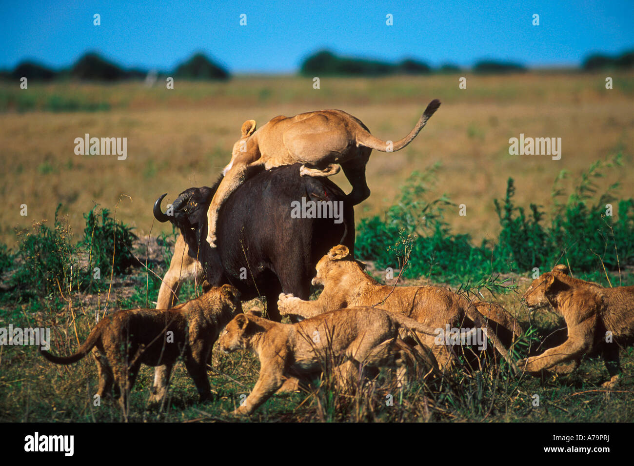Un orgoglio dei leoni caccia un solitario Buffalo Chobe Game Reserve Botswana Foto Stock