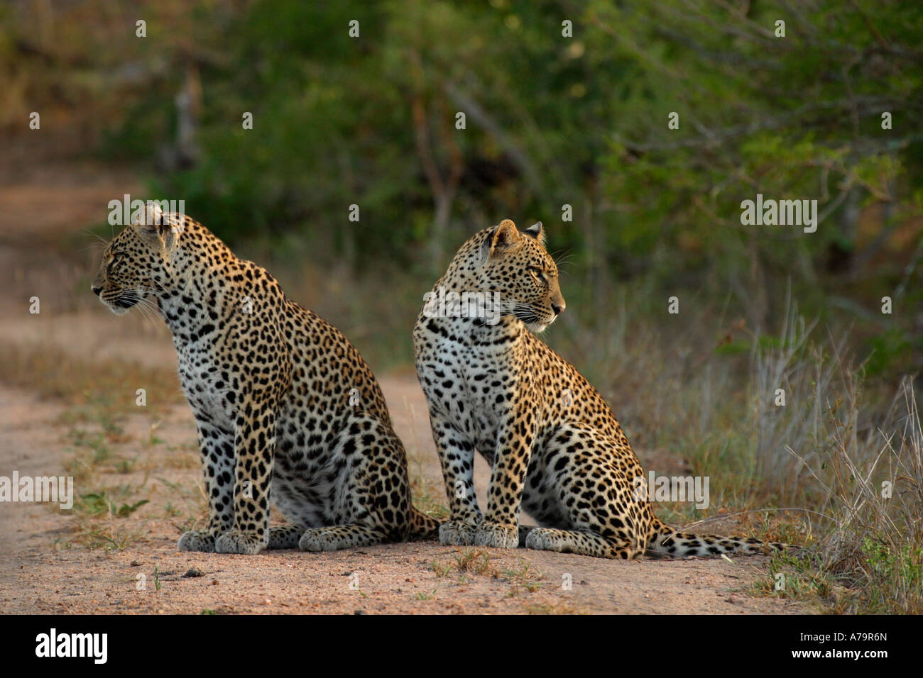 Due leopardi cercando in direzioni opposte Sabi Sand Game Reserve Mpumalanga in Sudafrica Foto Stock