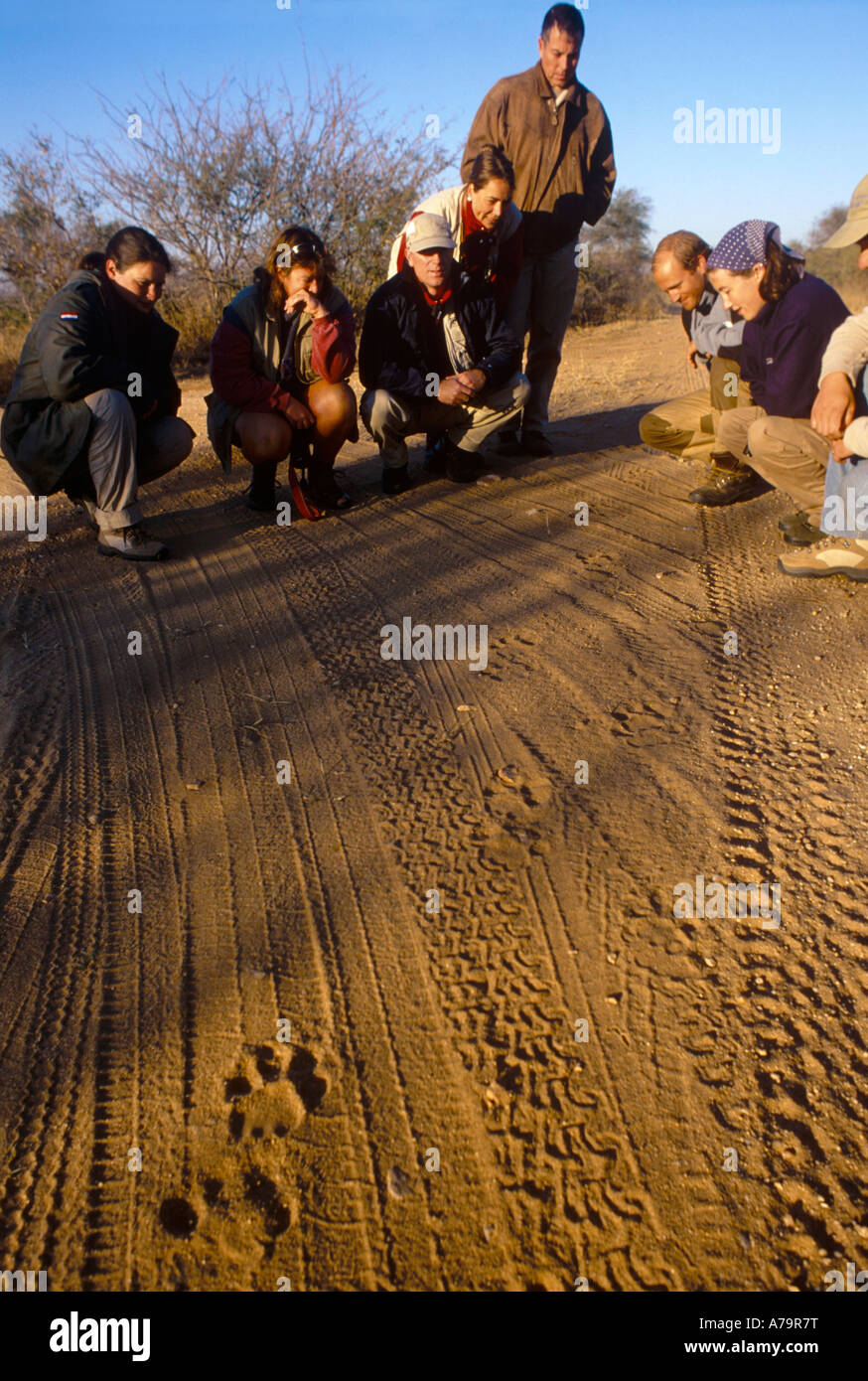 Un gruppo di studenti che studiano le tracce di Lion come parte della loro conservazione della fauna selvatica EcoTraining formazione Timbavati Game Reserve Foto Stock
