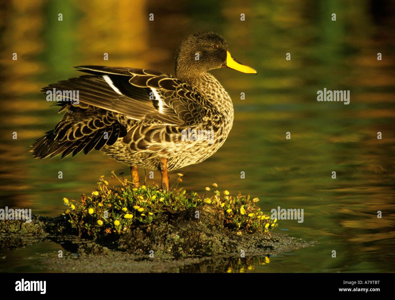 Yellowbilled anatra in permanente tra i piccoli fiori gialli osservata contro acqua con luce dorata. Sud Africa Foto Stock