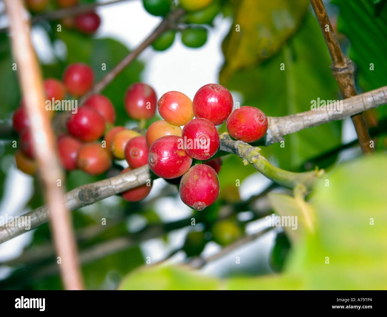 Ciliegie di caffè giallo verde rosso Coffea arabica Kenya Africa orientale fagioli sul ramo cespuglio arbusto, i caffè più belli del mondo Foto Stock