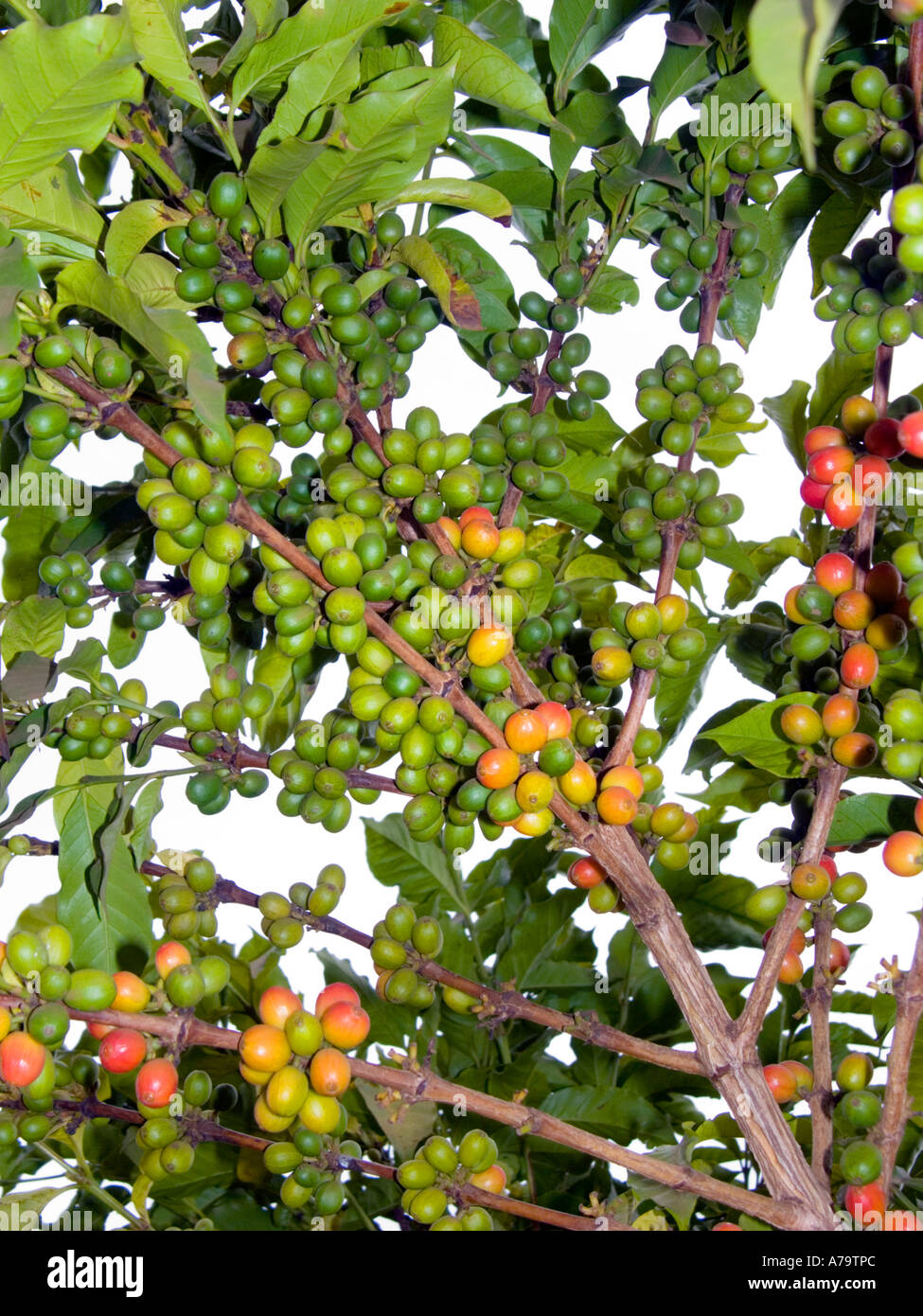 Ciliegie di caffè giallo verde rosso Coffea arabica Kenya Africa orientale fagioli sul ramo cespuglio arbusto, i caffè più belli del mondo Foto Stock