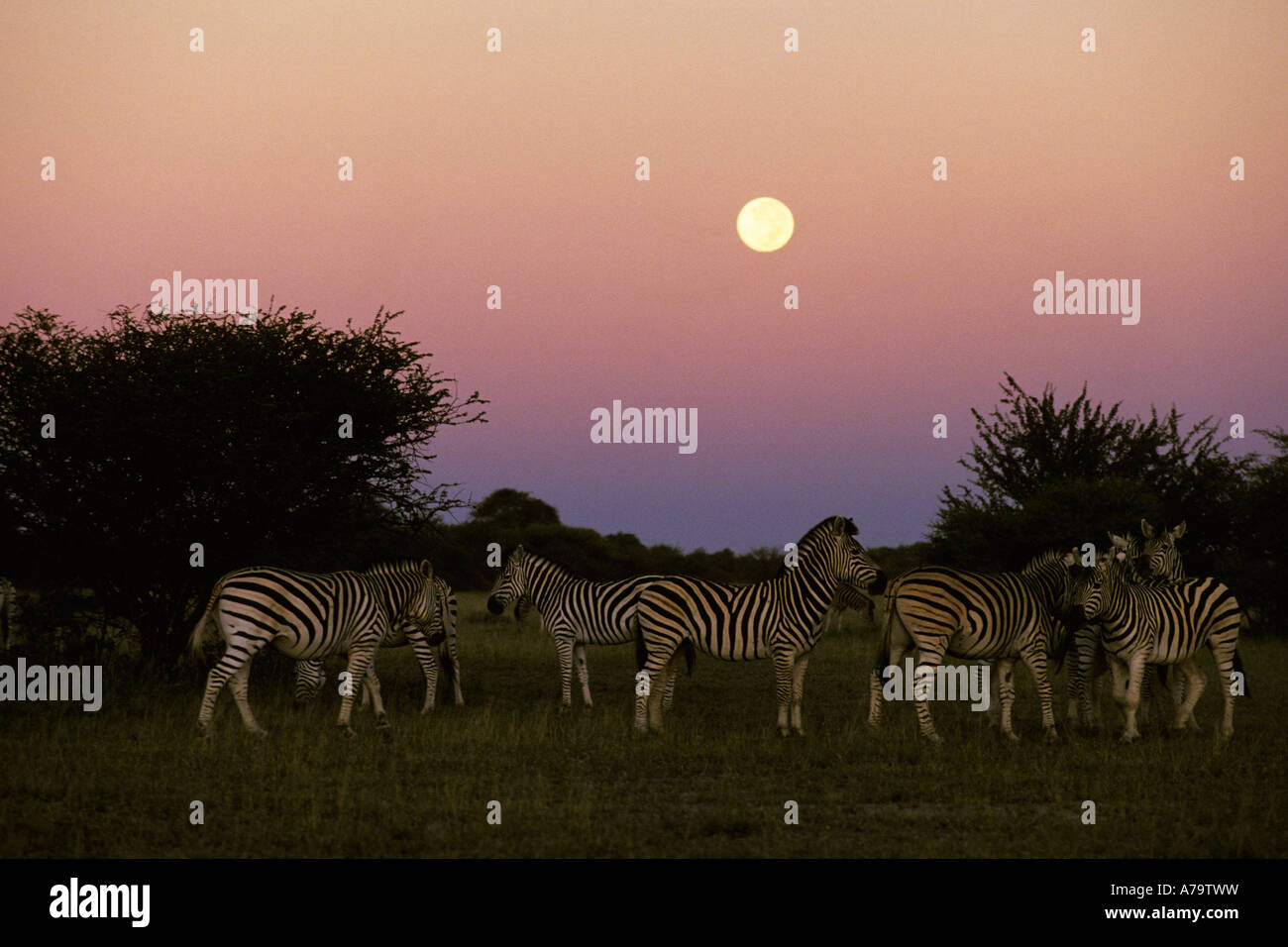 Burchells zebra al tramonto con il sorgere della luna in background Nxai pan National Park Botswana Foto Stock