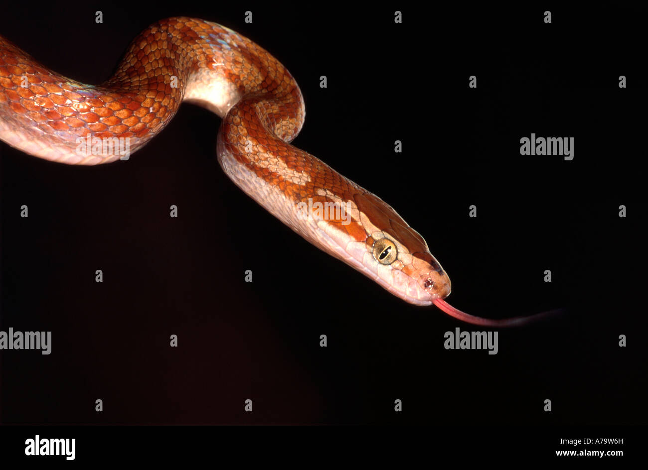 Una casa marrone snake contro uno sfondo nero in Sud Africa Foto Stock