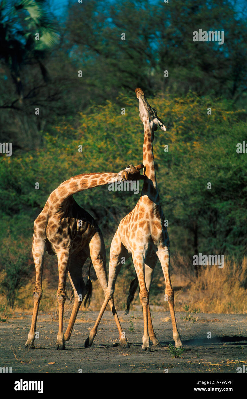 La giraffa combattimenti Chitabe Botswana Foto Stock