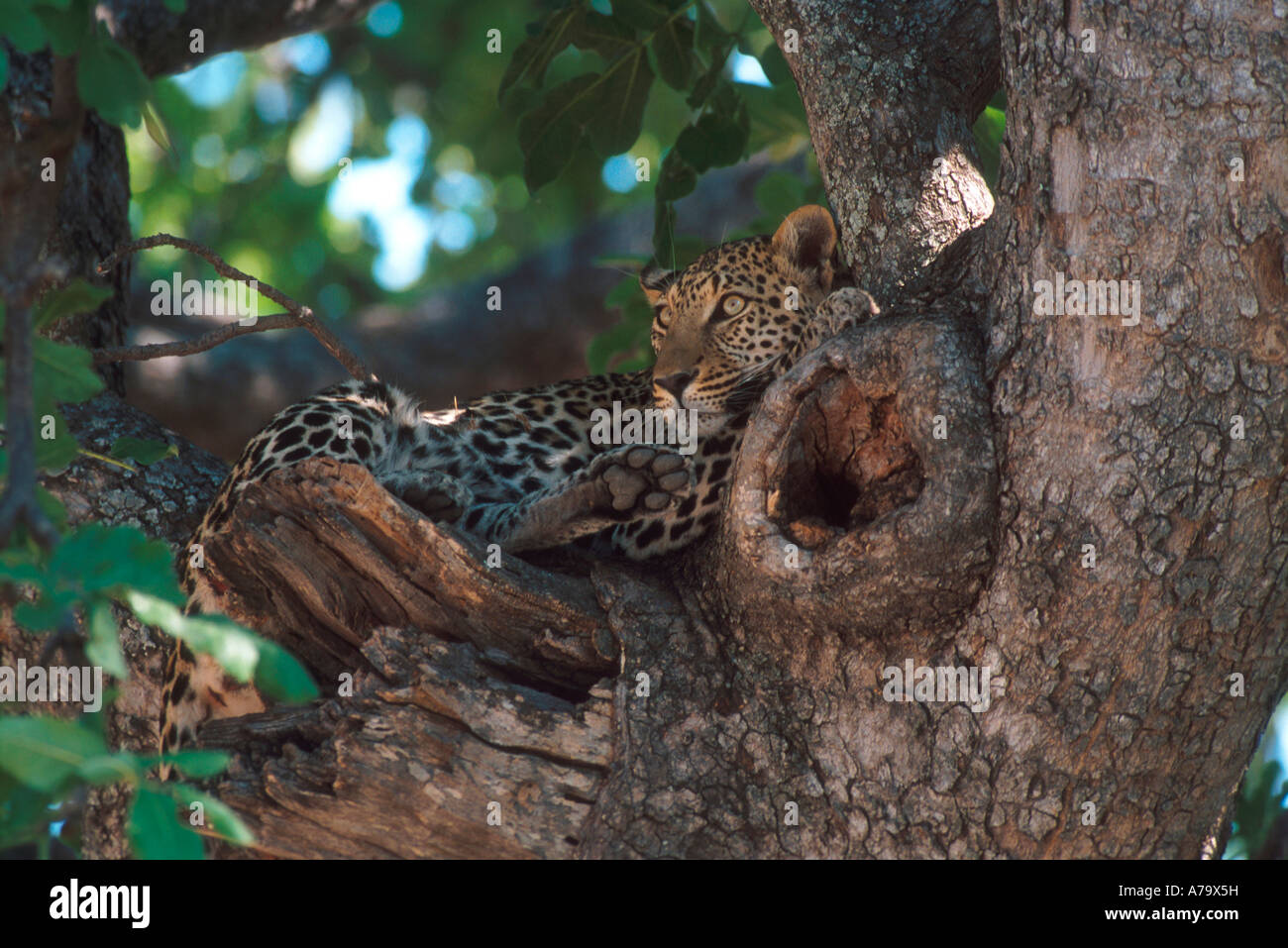 Un leopard si trova ben nascosta in un albero Okavango Delta Botswana Foto Stock