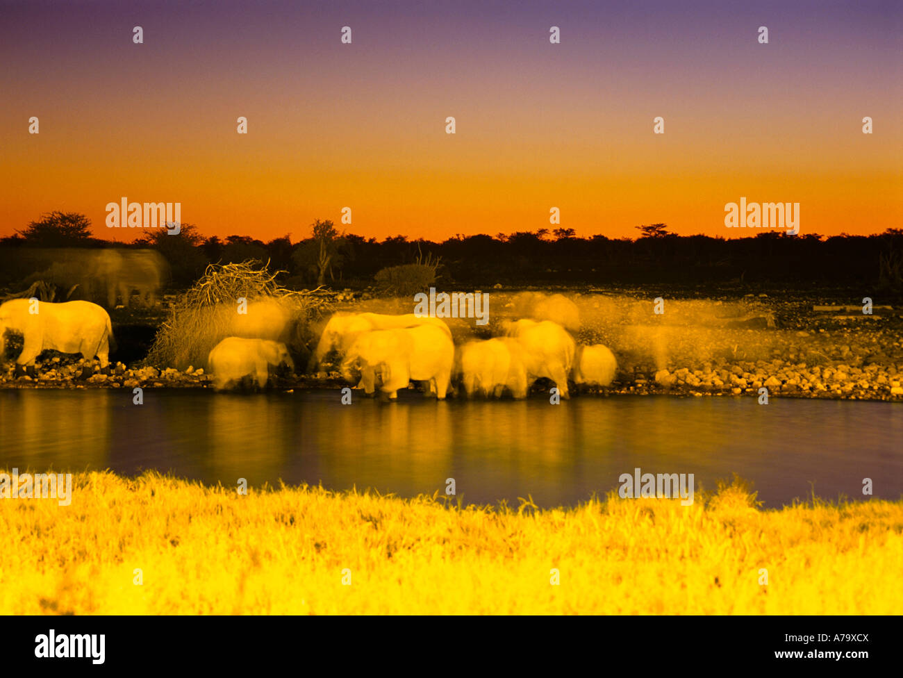 Un branco di elefanti di bere a Etosha Okaukuejo foro di acqua i colori sono distorti a causa del mercurio luce flood Etosha Foto Stock