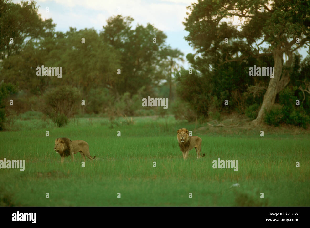 Due territoriale maned nero lions maschio in una prateria aperta in estate Chitabe Okavango Delta Botswana Foto Stock