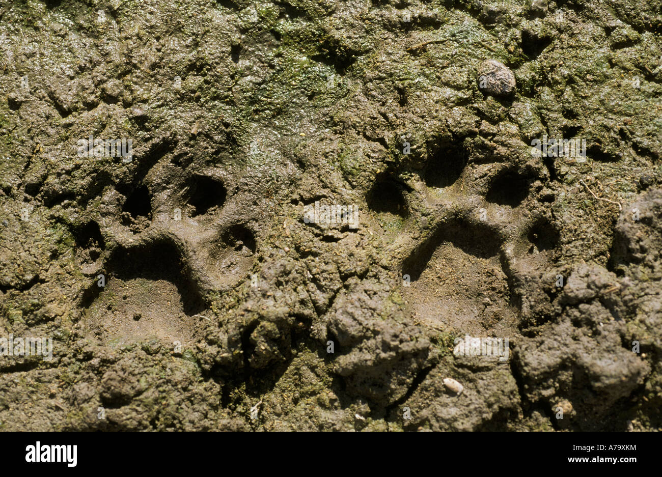 Le vie di maschio adulto leopard nel fango Khutse Game Reserve Kalahari Botswana Foto Stock