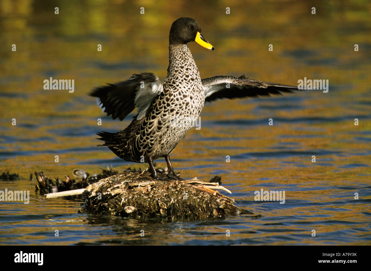 Anatra Yellowbilled sbattimenti le sue ali Marievale Gauteng Sud Africa Foto Stock