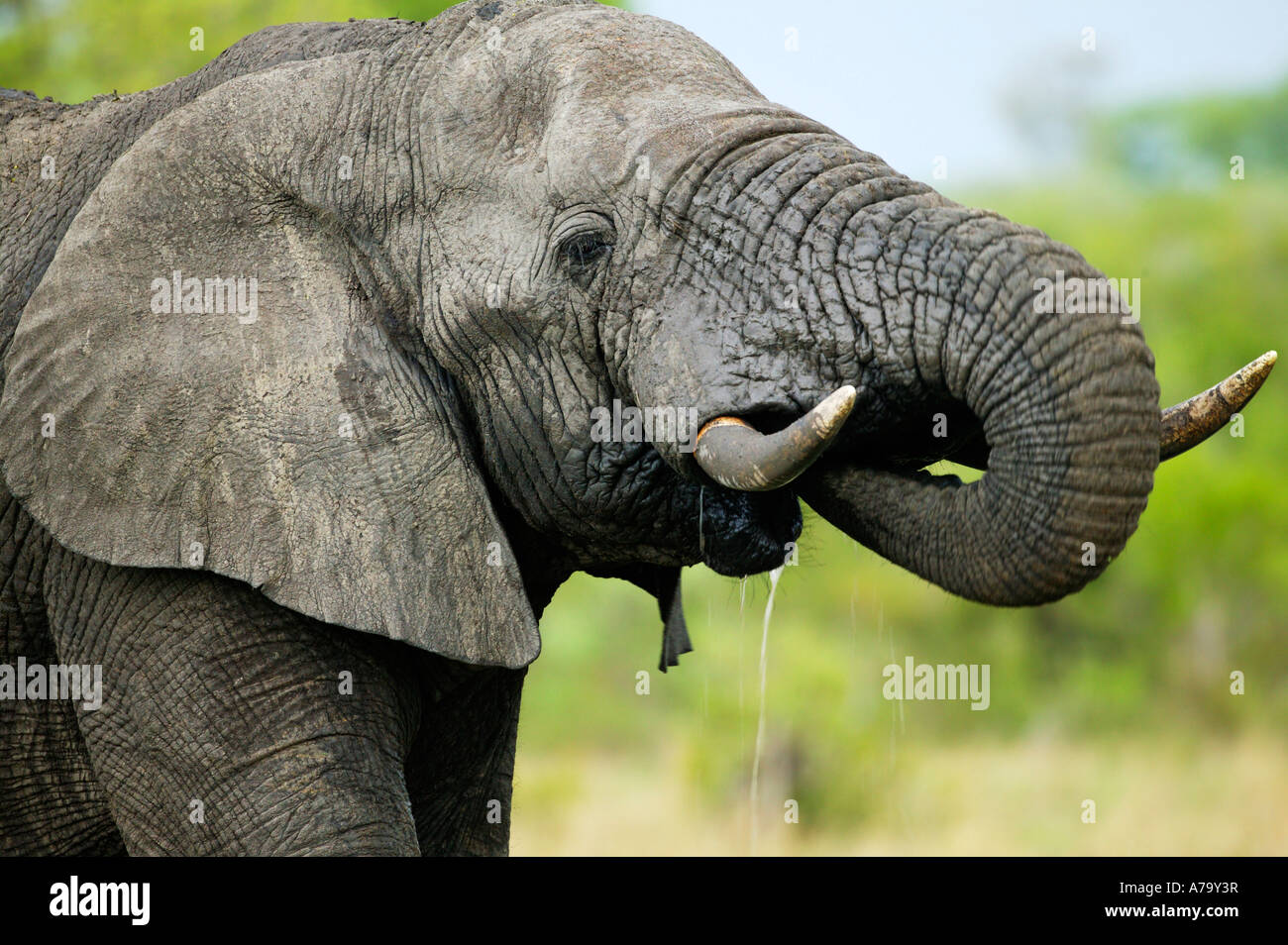 Elephant bere con acqua che scorre verso il basso dalla sua bocca Sabi Sand Game Reserve Mpumalanga in Sudafrica Foto Stock