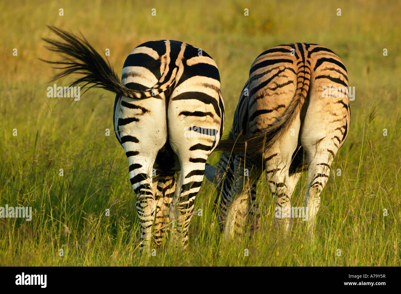 Due Burchells zebra in piedi a fianco a fianco fotografata da dietro mostrando loro groppe striato e swishing tails Foto Stock