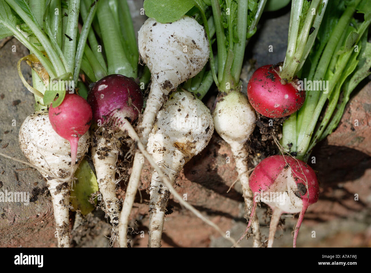 Il Ravanello di pungente radice commestibili insalata Foto Stock