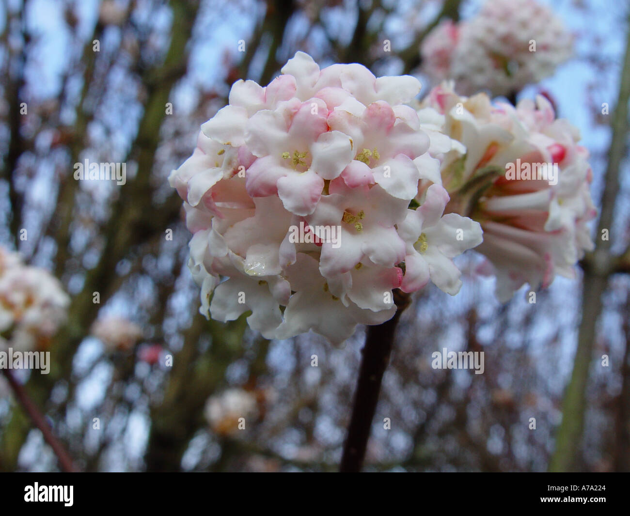 Viburnum x bodnantense Charles Lamont SB Foto Stock