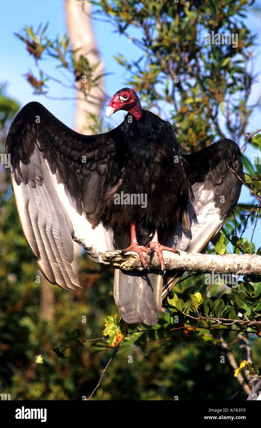 La Turchia vulture diffondere le sue ali in un classico la posizione dell'aquila in Florida Foto Stock