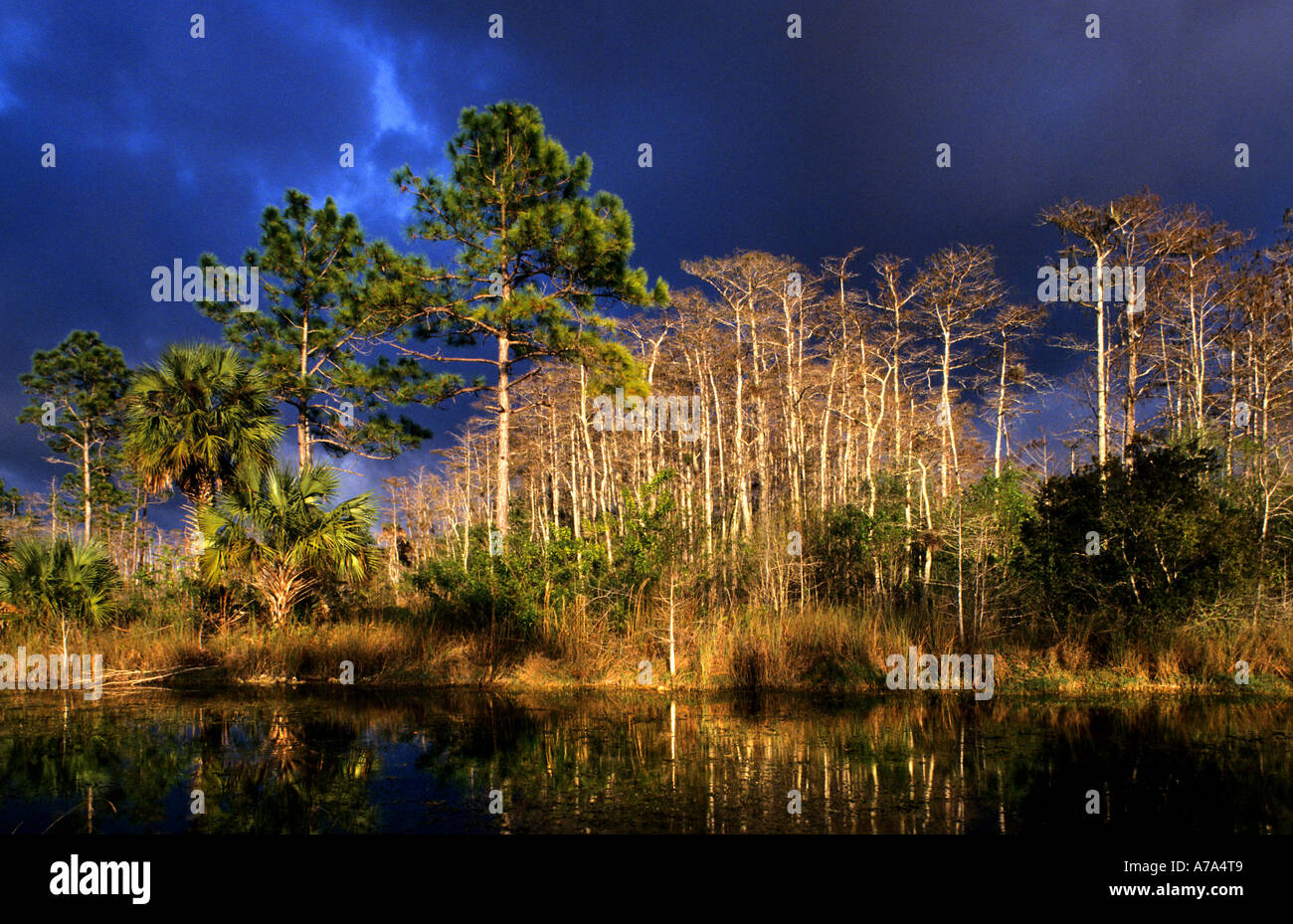 Everglades della Florida mangrovie rosso nella palude di marea Foto Stock