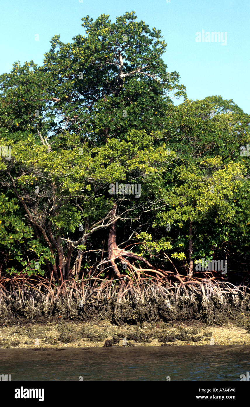 Parco nazionale delle Everglades della Florida mangrovie rosso nella palude di marea Foto Stock