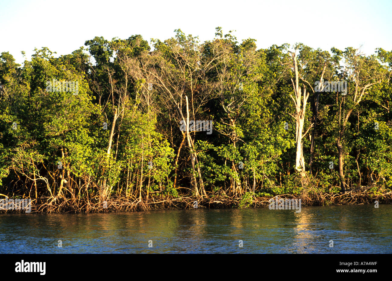 Parco nazionale delle Everglades della Florida mangrovie rosso nella palude di marea Foto Stock