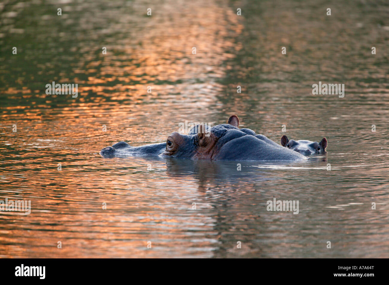 Ippopotamo madre e bambino in acqua con solo la metà superiore delle loro teste sporgenti Sabi Sand Game Reserve Foto Stock