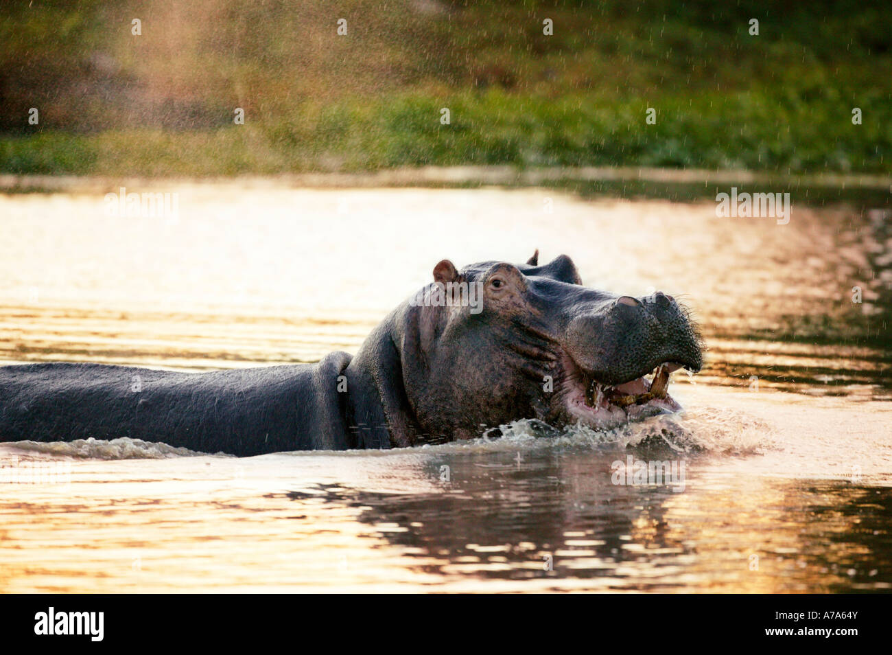 Ippopotamo in acqua con la bocca aperta Sabi Sand Game Reserve Mpumalanga in Sudafrica Foto Stock