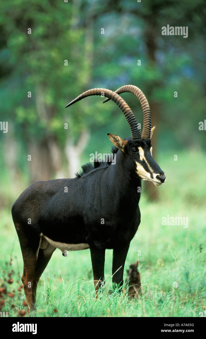 Sable Antelope bull con lunghe corna Selati game reserve Provincia di Limpopo Sud Africa Foto Stock
