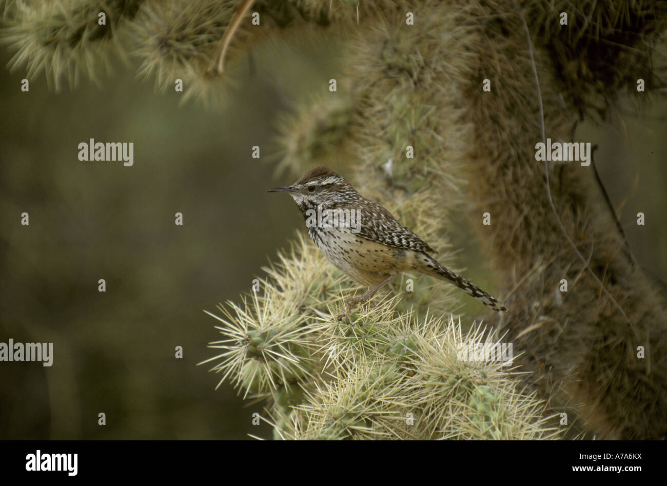 Cactus Wren Campylorhynchus brunneicapillus arroccato su cactus Foto Stock