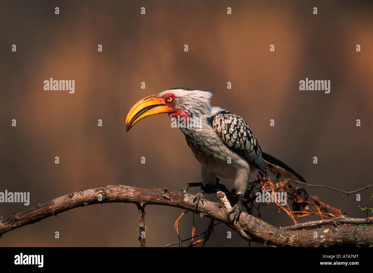 Southern Yellowbilled Hornbill Parco Nazionale Kruger Satara Mpumalanga in Sudafrica Foto Stock