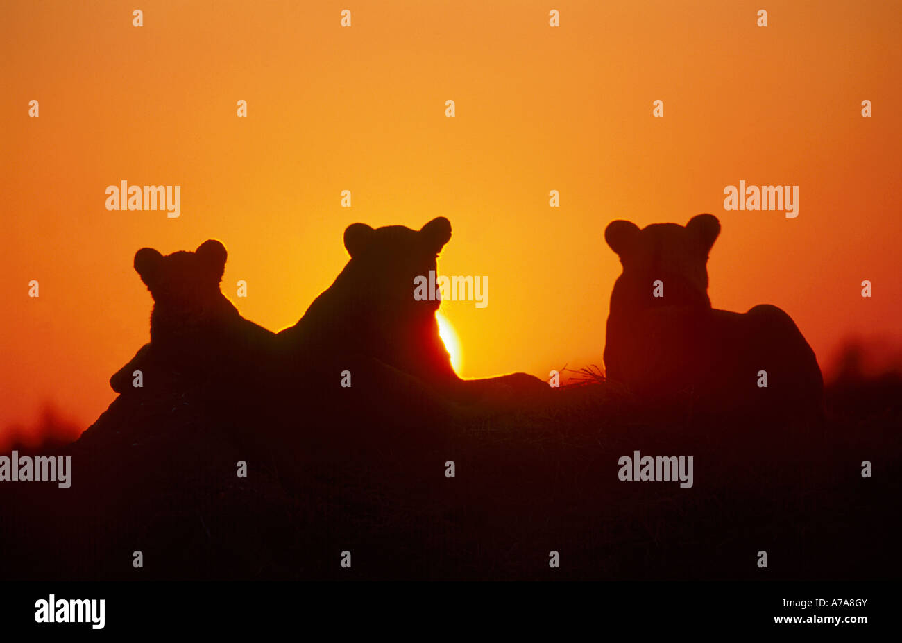 Sunset silhouette di tre leonesse in appoggio sul tumulo termite Duba Plains Okavango Delta Botswana Foto Stock