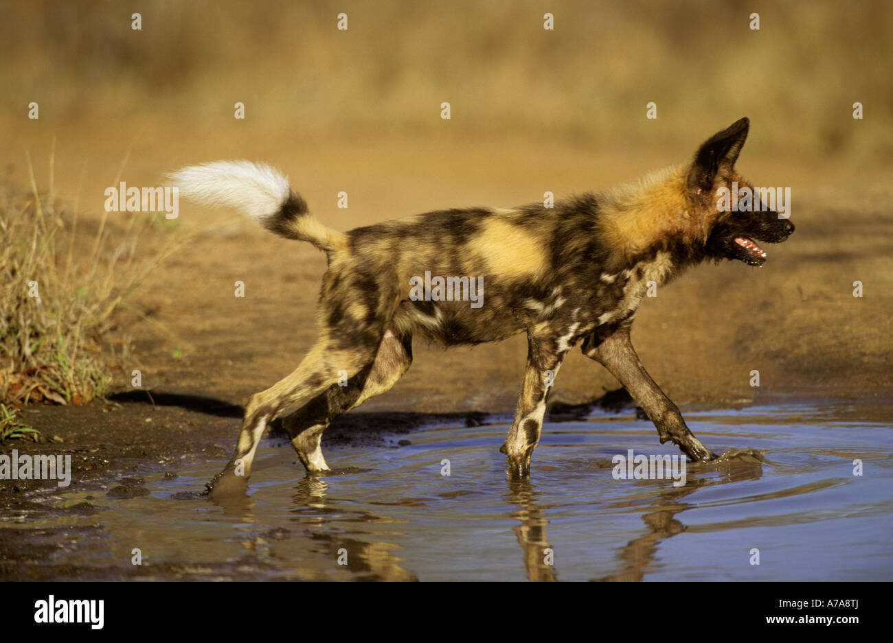 Un cane selvatico in esecuzione attraverso un pool di acqua Sabi Sand Game Reserve Mpumalanga in Sudafrica Foto Stock