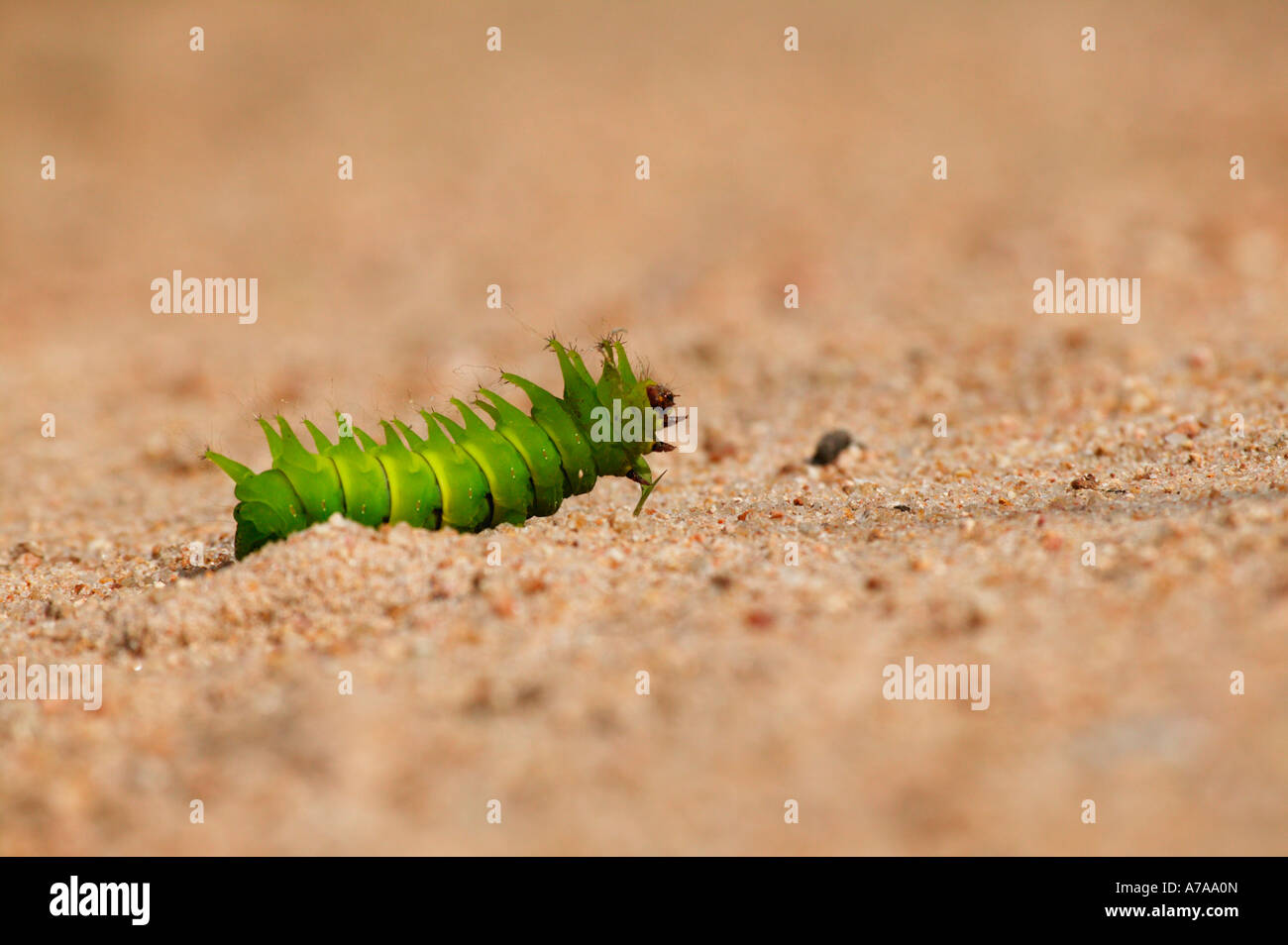 Un bruco larva della lunare o luna moth Sabi Sand Game Reserve Mpumalanga in Sudafrica Foto Stock