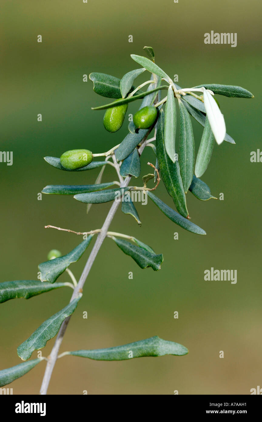 Le olive sul ramo Foto Stock