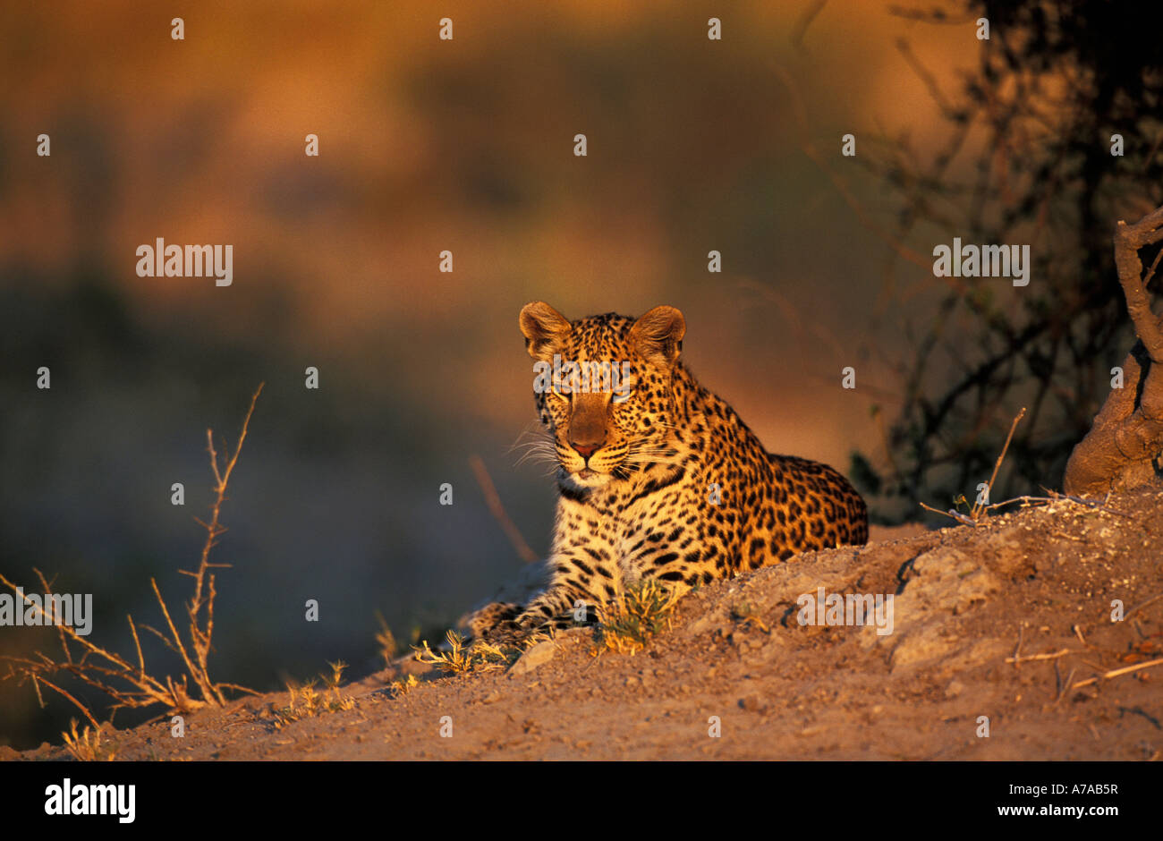 Ritratto di giovane maschio leopard Mombo appoggio Okavango Delta Botswana Foto Stock