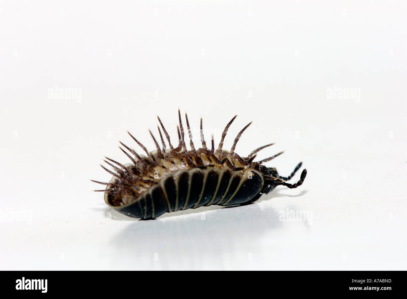 Millepiedi della pillola Foto Stock