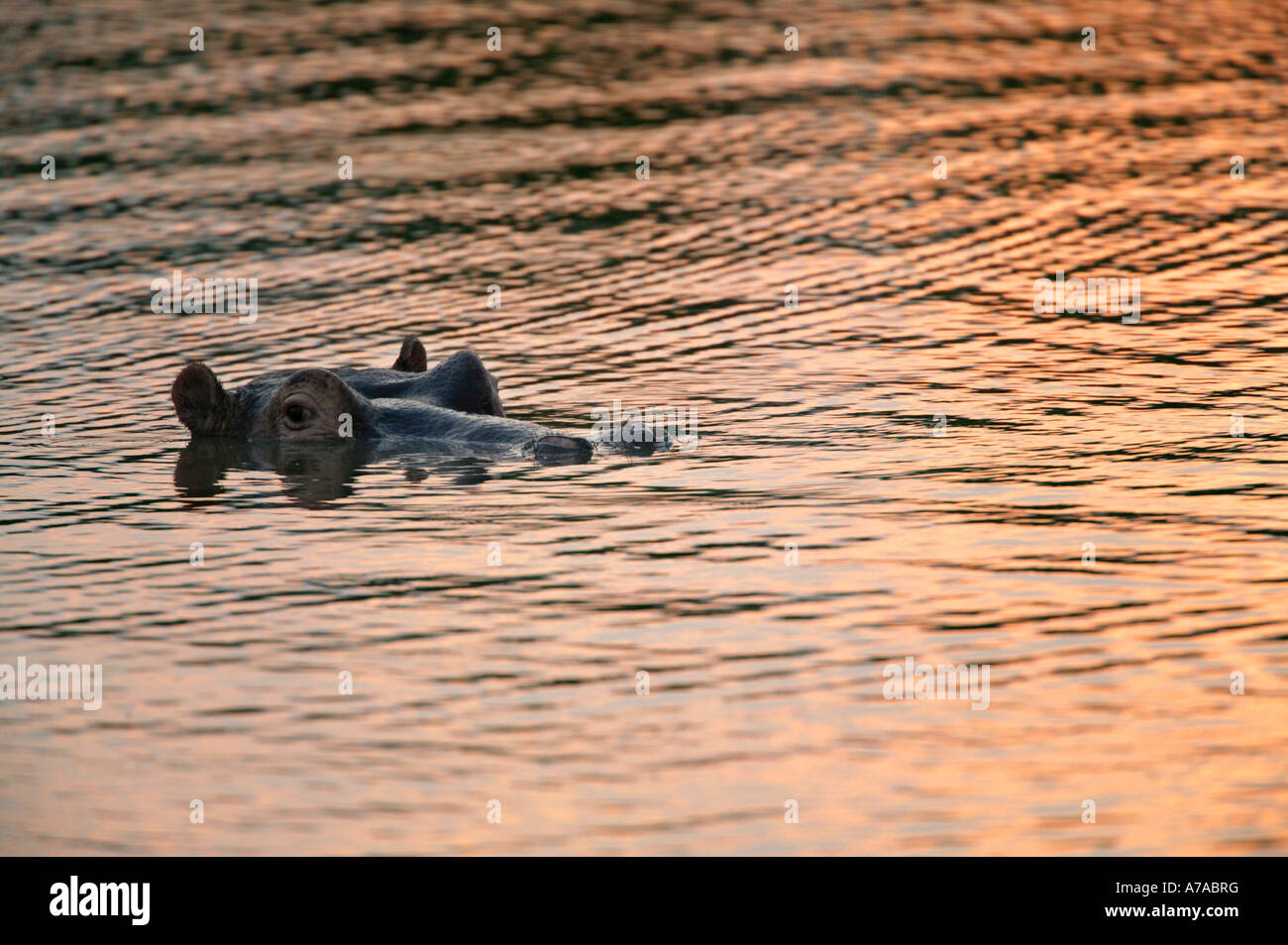 Ippopotamo in acqua al tramonto con solo la metà superiore della sua testa sporgente Sabi Sand Game Reserve Mpumalanga Foto Stock