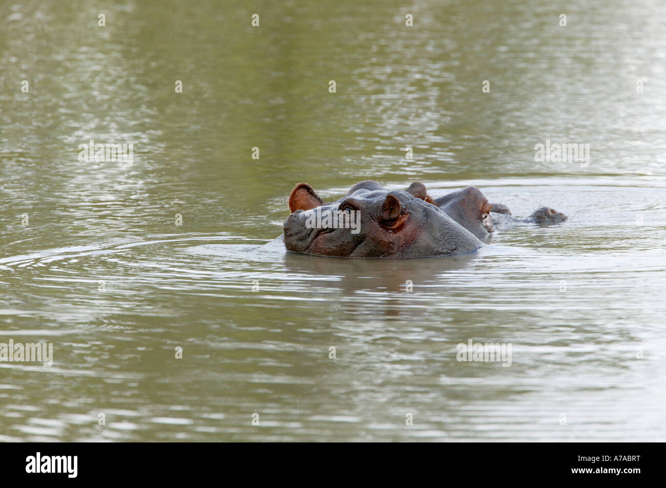 Ippopotamo madre e bambino in acqua con solo le loro teste sporgenti Sabi Sand Game Reserve Mpumalanga in Sudafrica Foto Stock