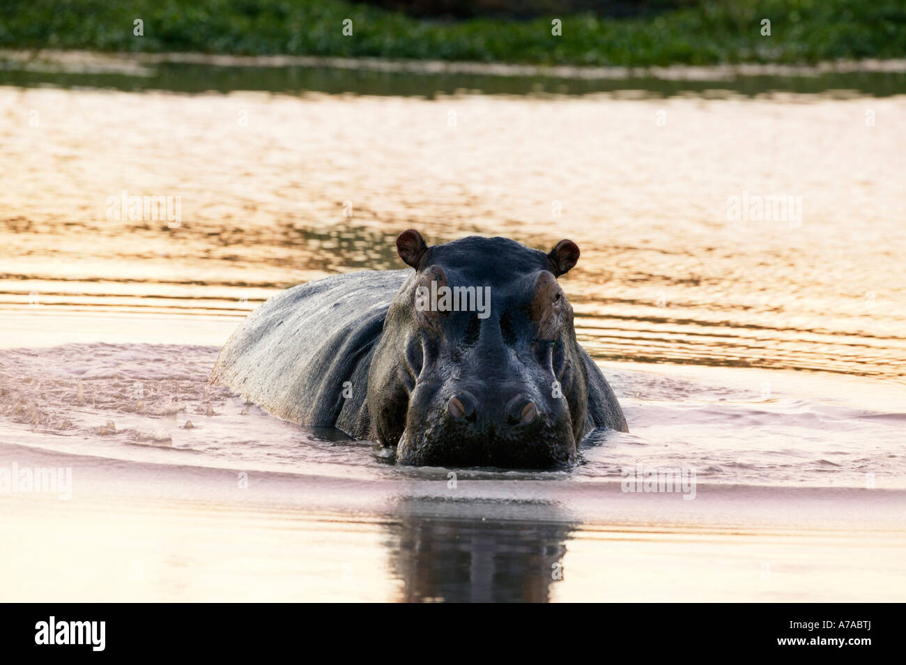 Ippopotamo nell'acqua fissando la videocamera in una postura aggressiva Sabi Sand Game Reserve Mpumalanga in Sudafrica Foto Stock