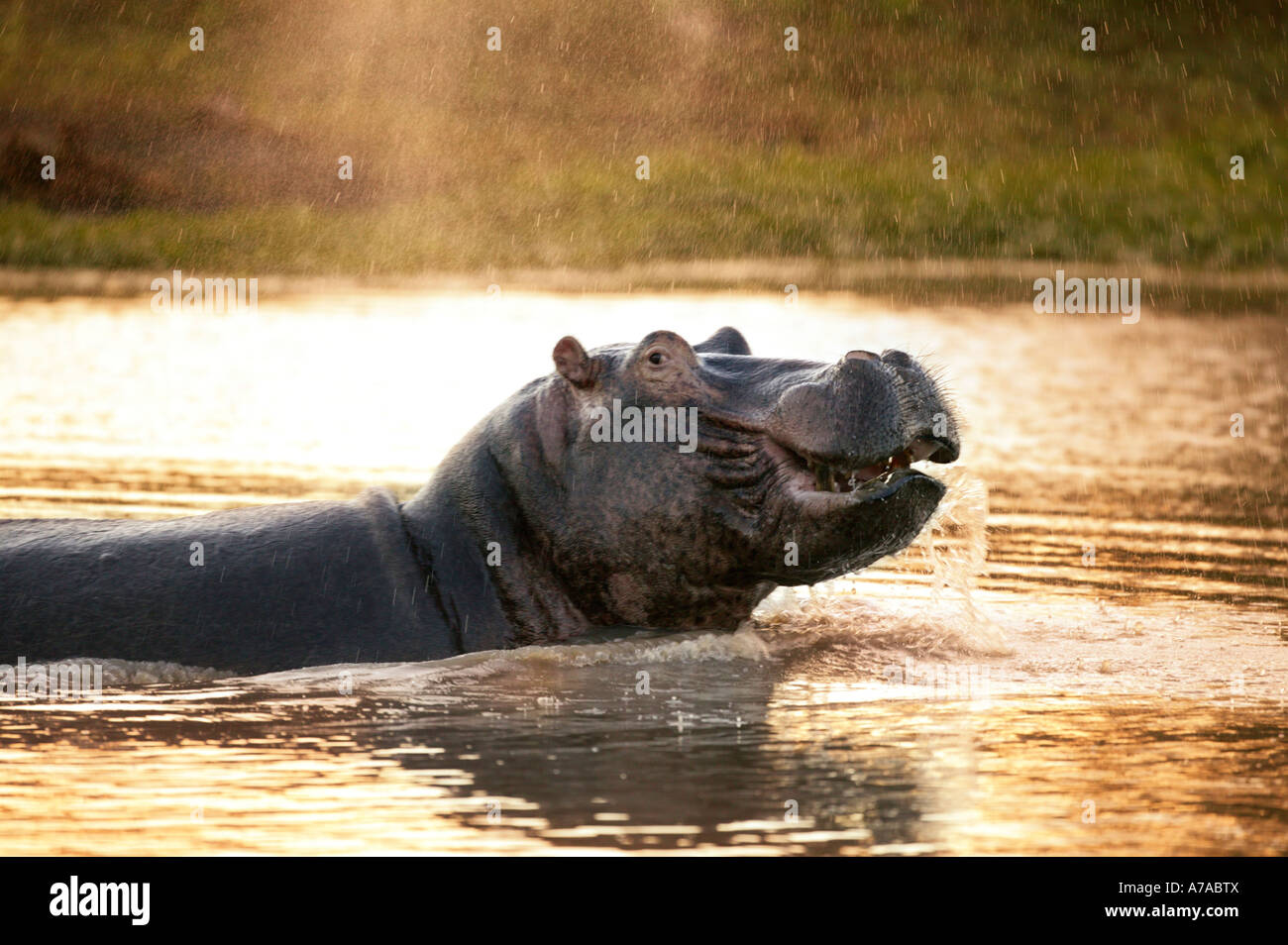 Ippopotamo in acqua al tramonto guardando indietro alla fotocamera Sabi Sand Game Reserve Mpumalanga in Sudafrica Foto Stock